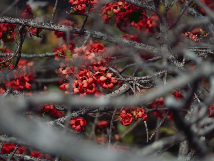 Brushstrokes of the Forest